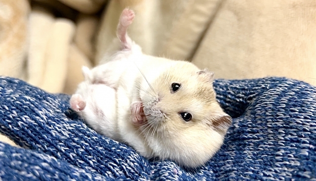 ハムスター